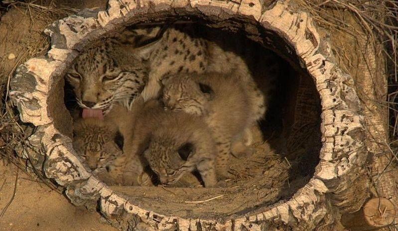 猞猁为何号称屠狼机器,猞猁屠狼机器
