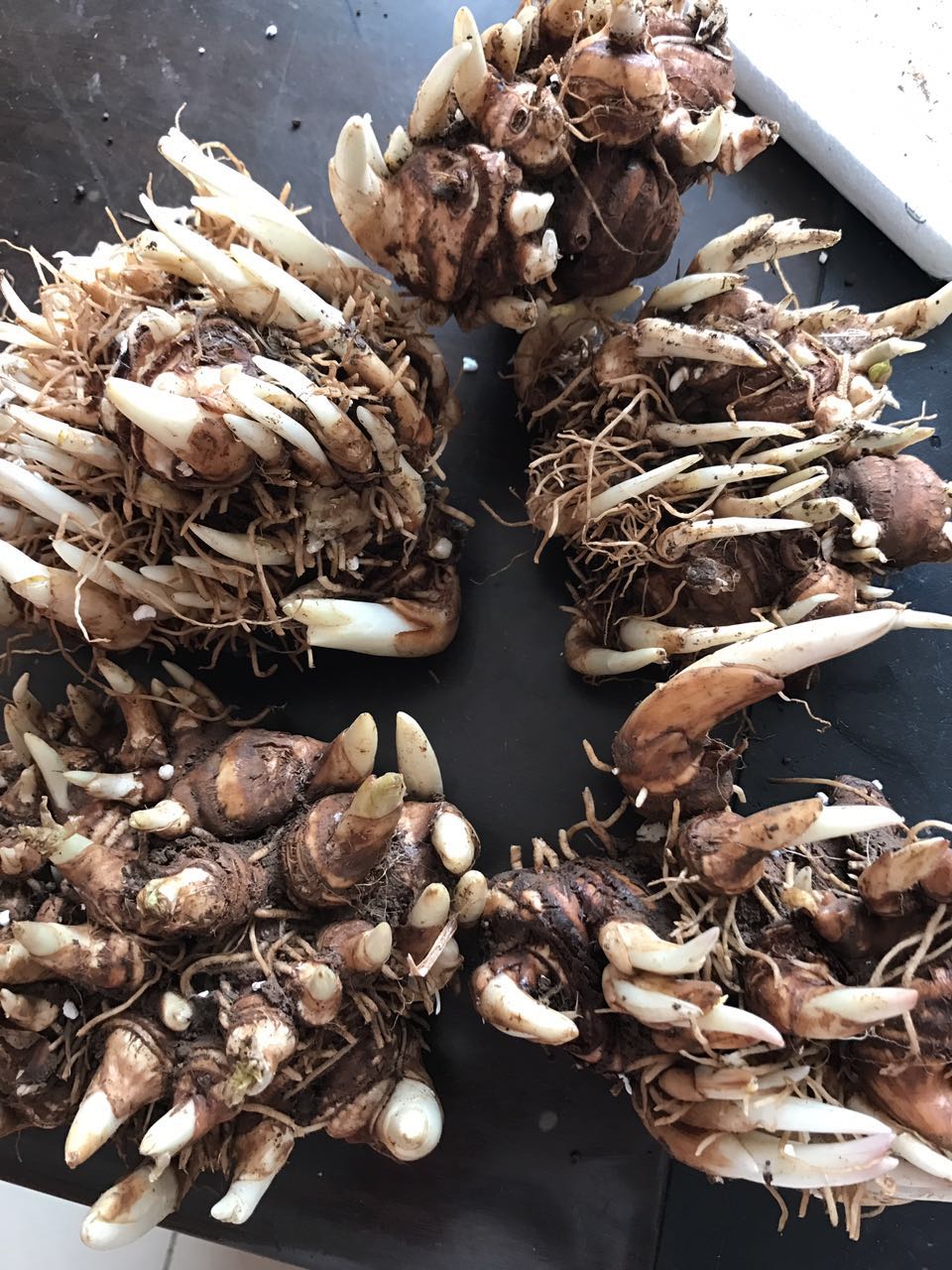 重楼七叶一枝花能治什么病,重楼七叶一枝花种植视频