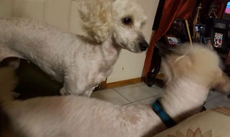 贵宾犬生了一窝的宝宝,贵宾刚生小狗什么样