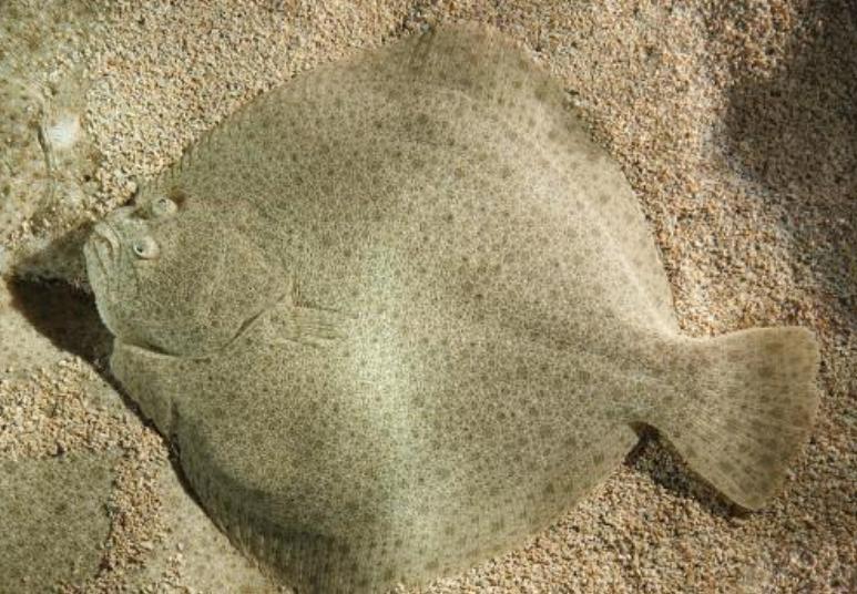 龙昌胆汁酸与幸福100靠谱吗,龙昌胆汁酸和幸福100