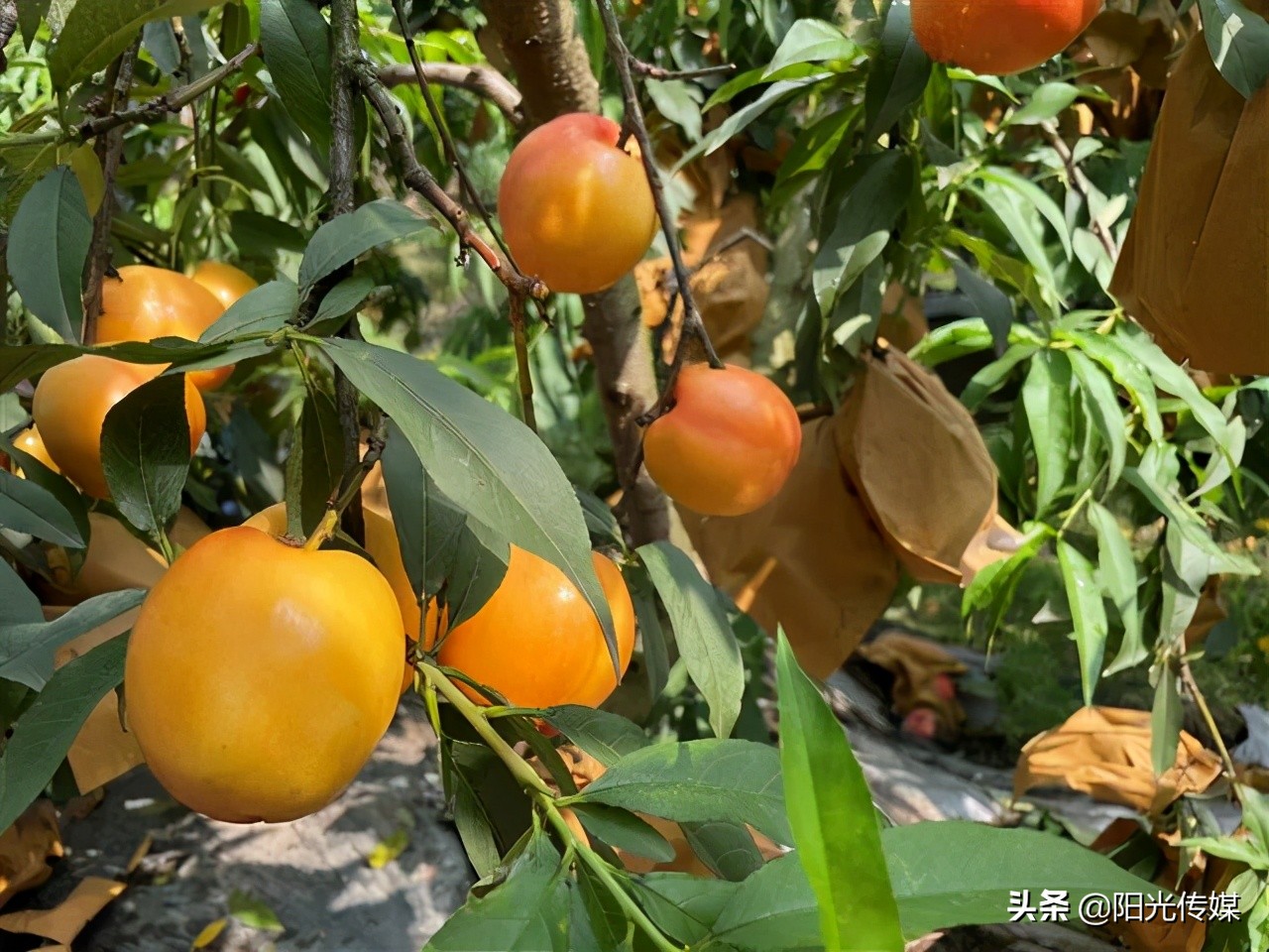 福利来啦！德阳喜欢吃桃子的小伙伴看过来