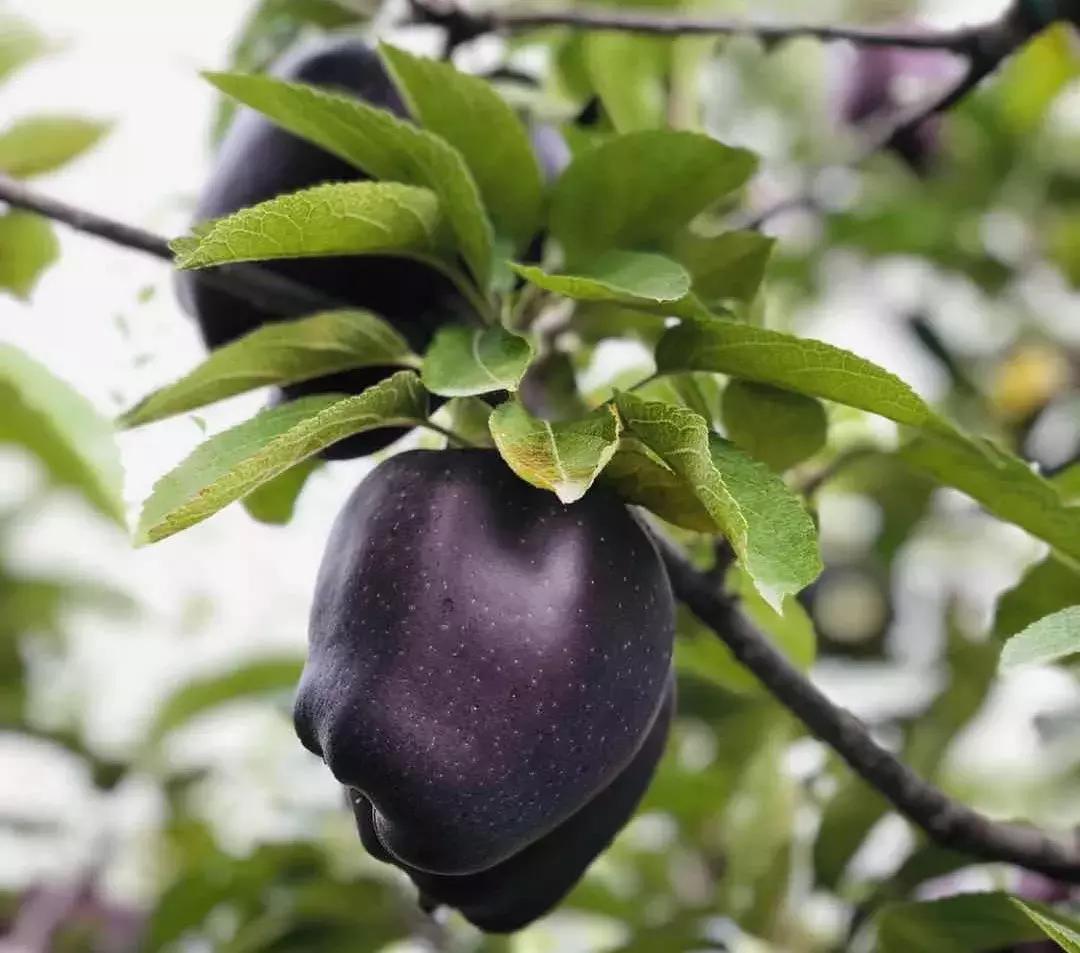 西藏林芝的黑钻苹果,西藏林芝黑苹果拉萨哪里有卖