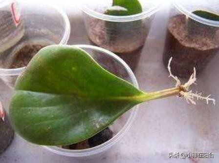 养碧玉叶子上可以喷水吗,养碧玉能养成独棵老桩吗