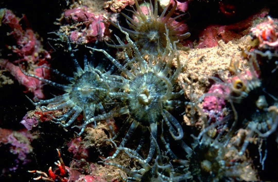 海精灵鱼友快问快答，这些你都知道吗？