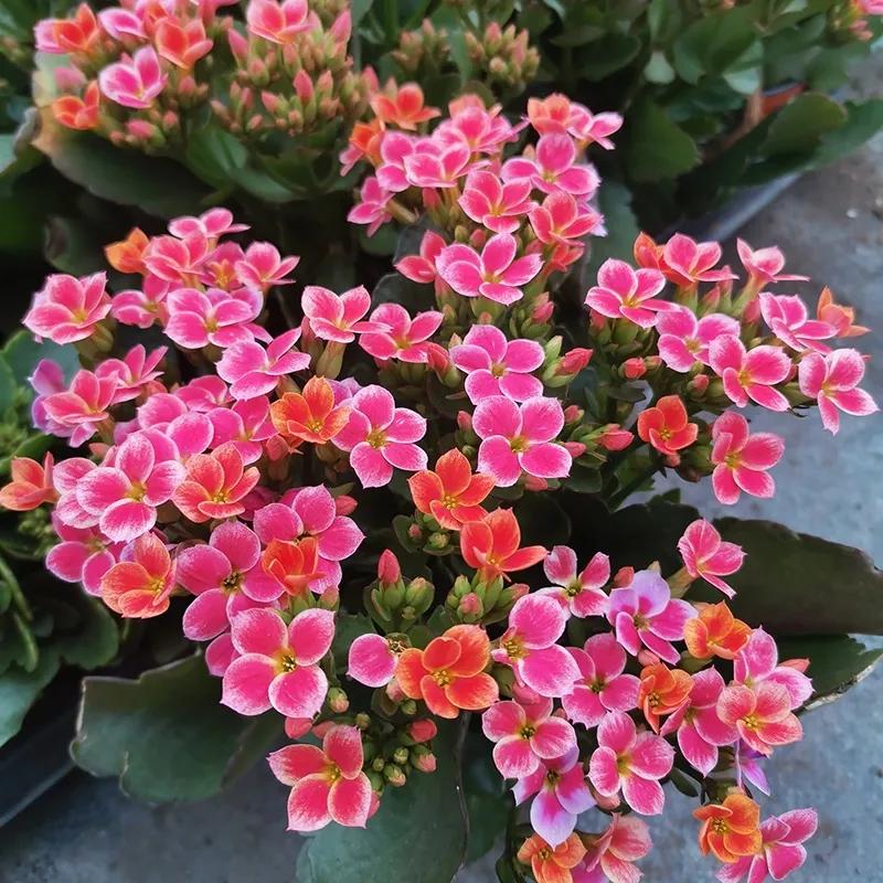 长寿花单瓣品种大全,长寿花100种颜色图片