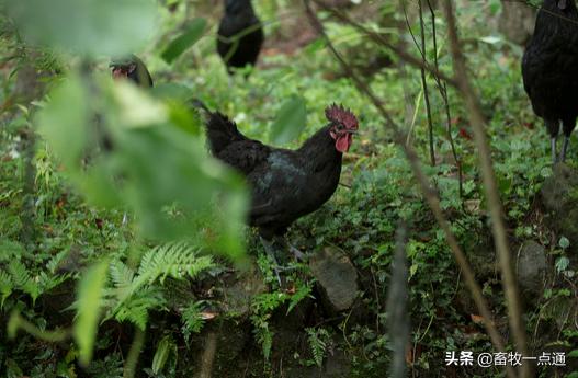 传染病鸡,怎么处理瘟鸡
