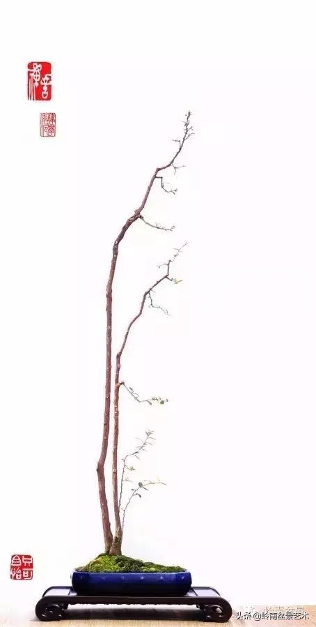 素仁格与文人树,你怎么看?