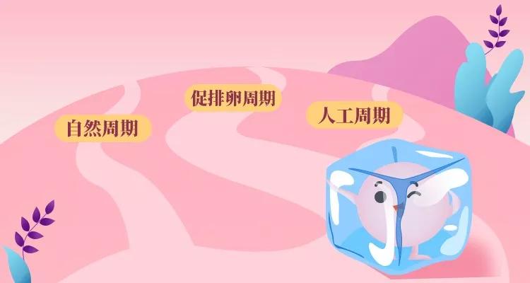 试管移植鲜胚还是囊胚由什么决定,试管移植医生的技术决定成功率