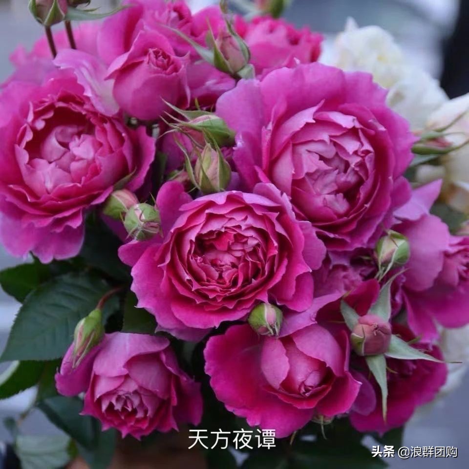 月季哪些品种大花又香,月季哪些品种花期长耐阴耐寒耐旱