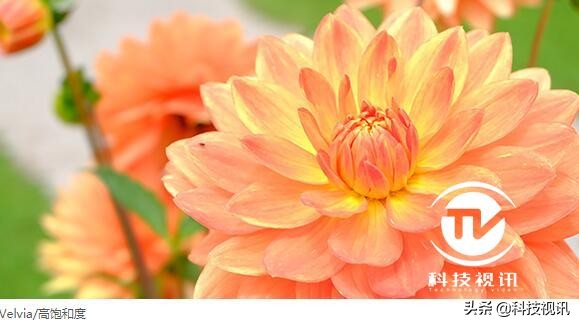 摄影爱好者入门微单推荐,体验人像摄影艺术