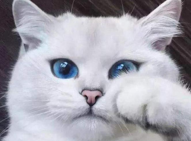 猫咪生病的各种药,猫咪生病物品消毒