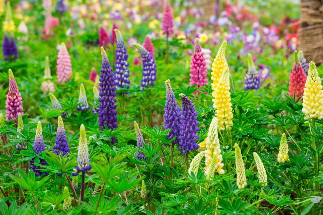 不用去维多利亚!南京溧水惊现布查特花园,文艺值爆表!