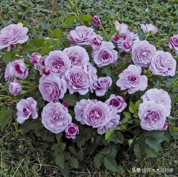 稀有月季蓝色妖姬,颜色比较稀有月季有哪些品种