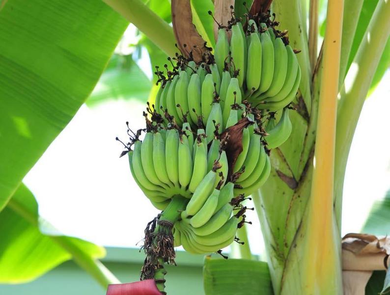 香蕉最低多少度会受冻,广西南宁香蕉受冻最新情况