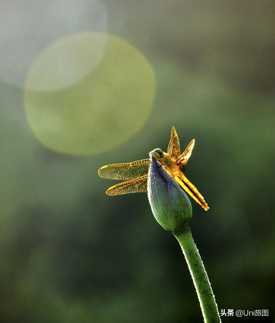 最幽静古韵江南唯美夜景风景,带你看夏日高原怡人的风景