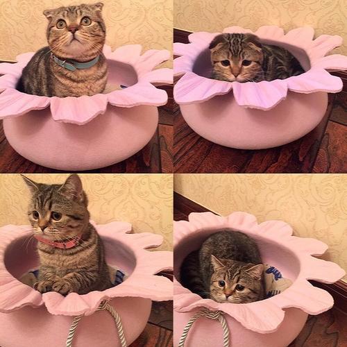 猫最好用什么猫窝,各种猫窝的视频大全