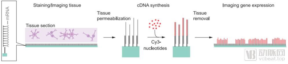 空间转录组测序,空间转录组测序公司