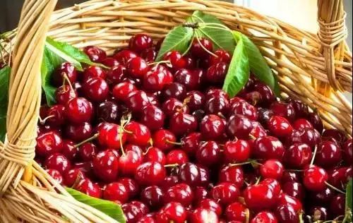 西安樱桃采摘最佳时间,西安樱桃哪里可以摘