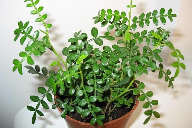 常绿植物盆栽好养,什么盆栽喜阴绿植好养