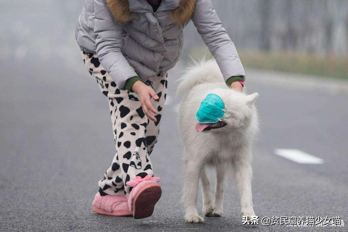 宠物口罩防病毒,疫情宠物口罩