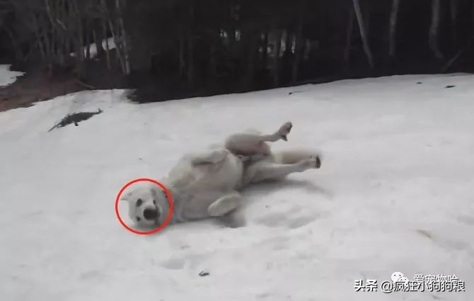 金毛自娱自乐嗨翻天,金毛社交行为