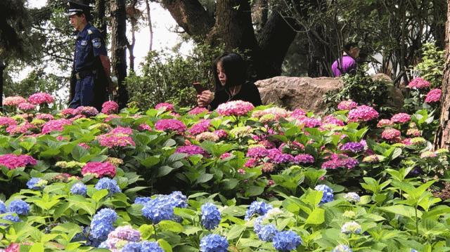 美美美！余杭七大花海组团来袭，遍地繁花好似人间仙境