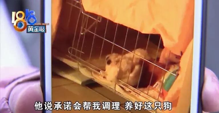 比熊犬刚买回来就死了,比熊从宠物店买回来生病了