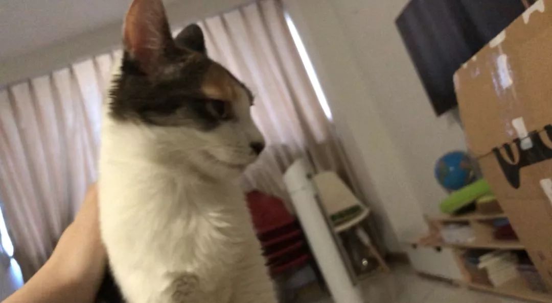 如何不洗澡让猫咪的毛发干净,怎么可以让猫咪不掉毛