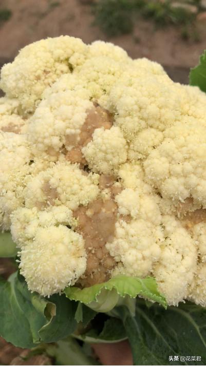 花菜菌核病症状,花菜菌核病特效药