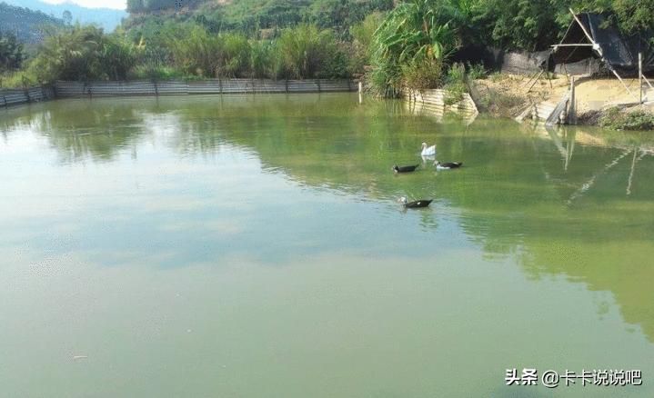 致富经麦穗鱼养殖视频,如何养殖麦穗鱼来喂金龙鱼