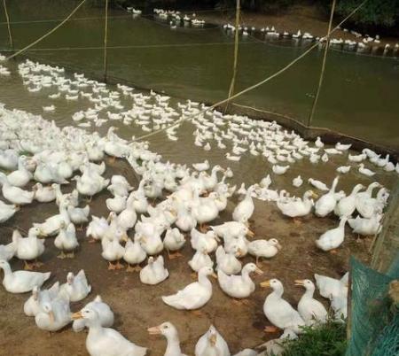 鸭禽流感的症状和表现是什么,禽流感鸡流感症状和治疗方法