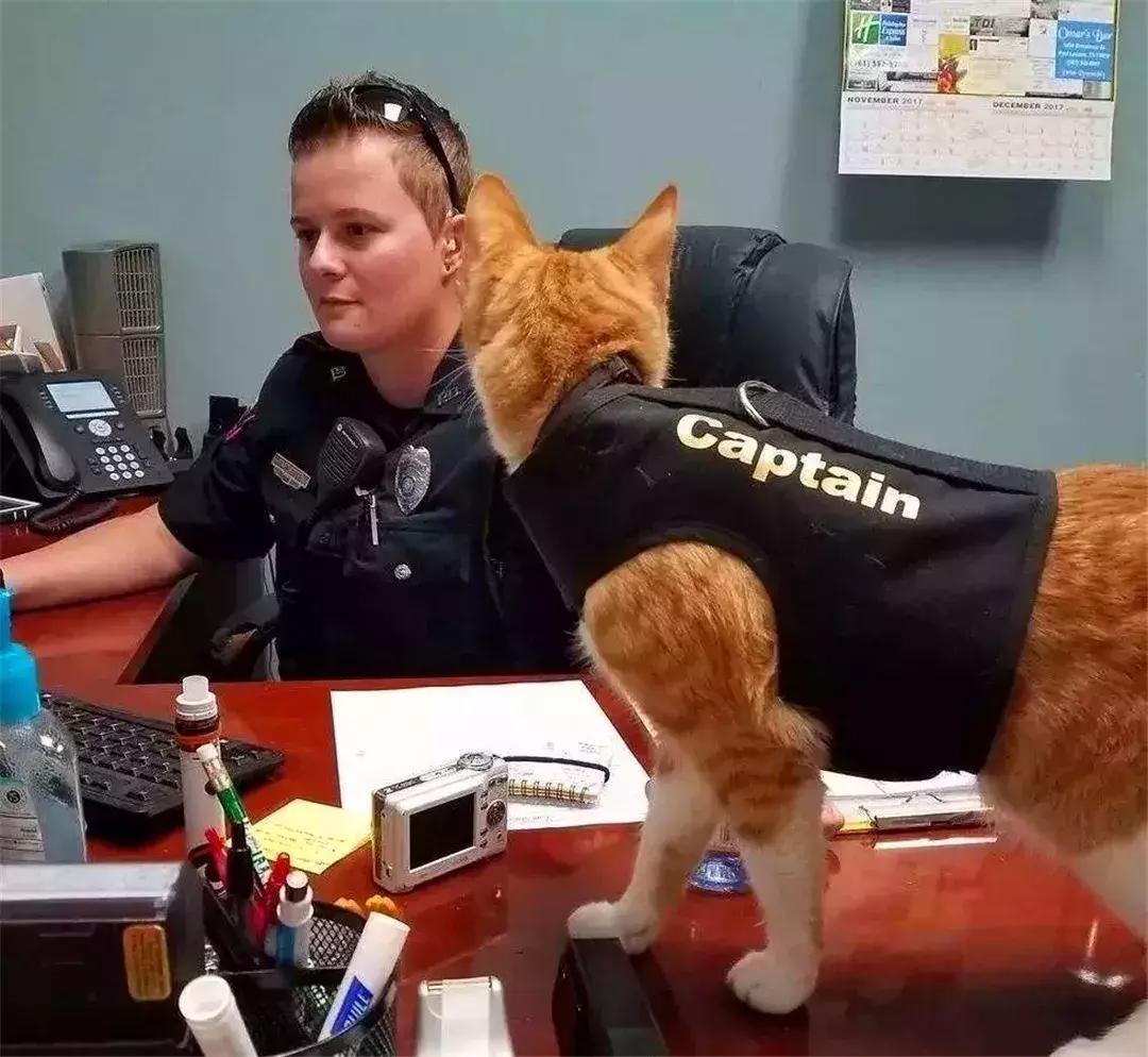 如何用猫条训练猫咪握手,铲屎官学猫咪姿势