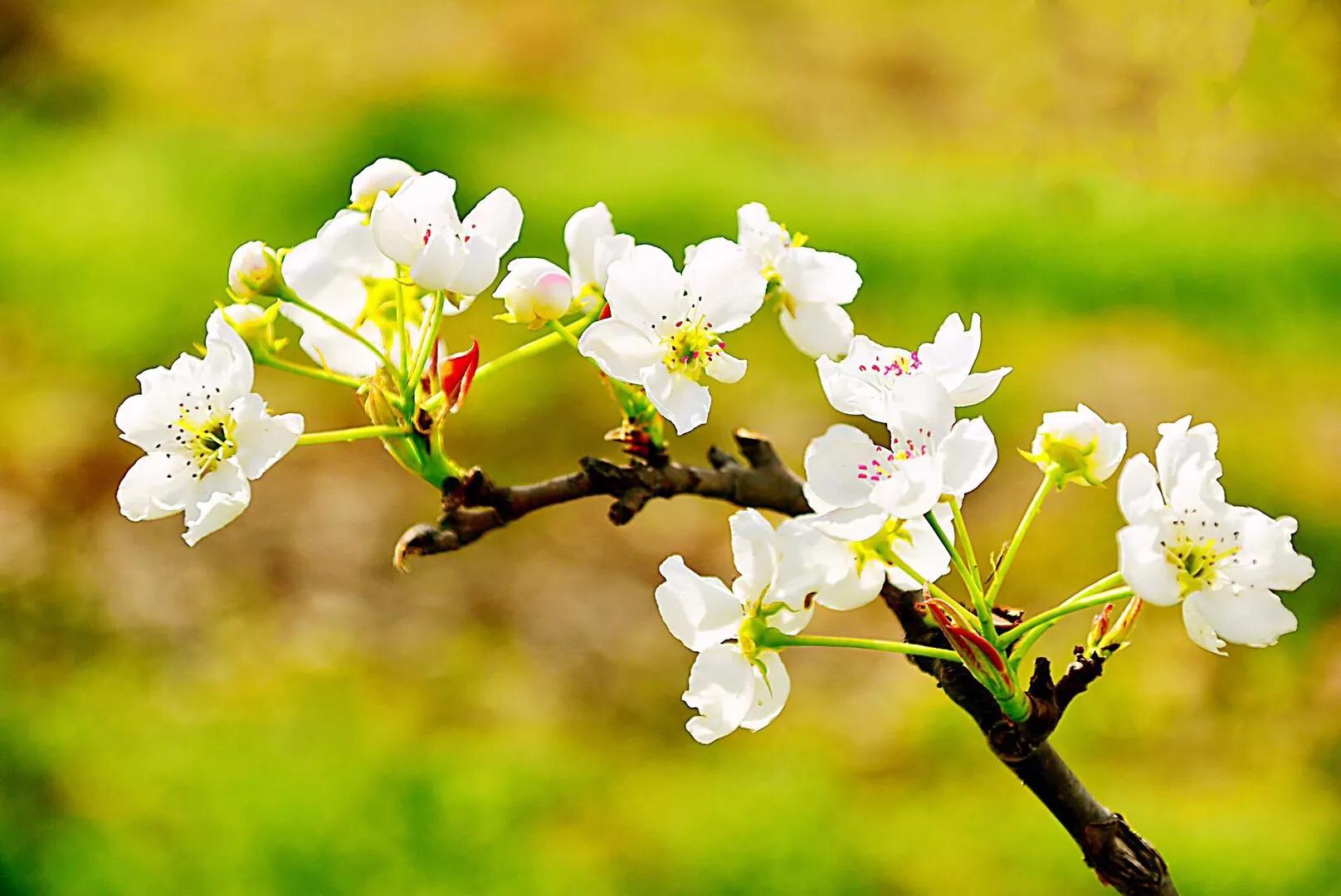 春游梨花林,邂逅三月梨花