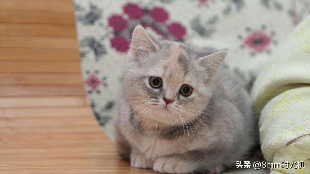 喵星人的品种大全,2018年10大最受欢迎喵星人品种