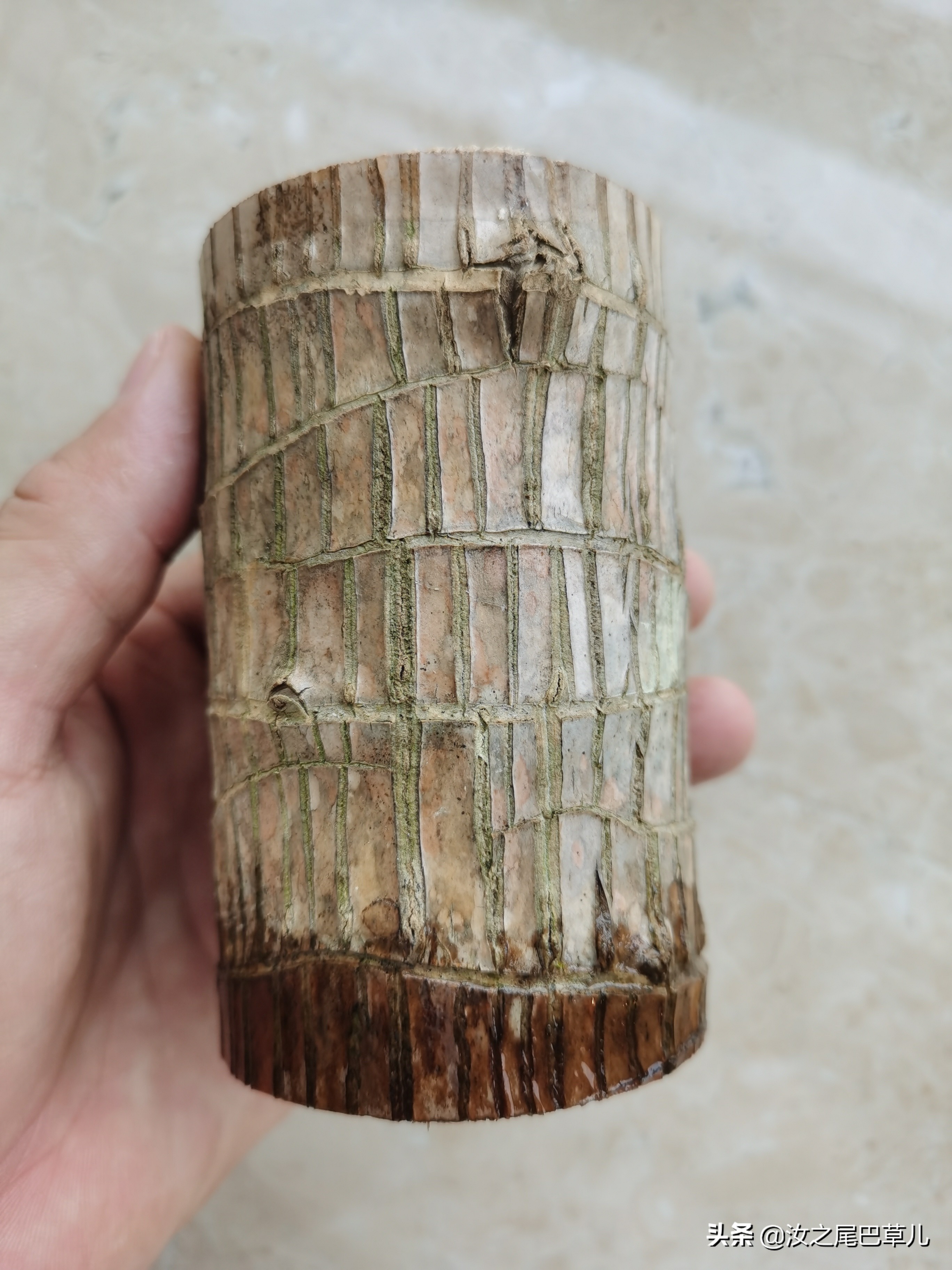 巴西木真的能给人带来幸运吗,巴西木性能