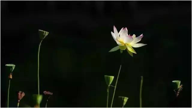 最经典的十首秋分诗词大全,秋分的优美诗词发朋友圈