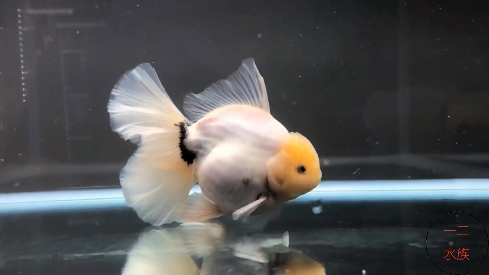 买观赏鱼的地方,逛水族市场买观赏鱼