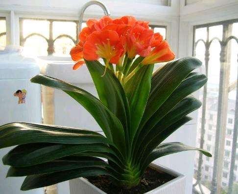 君子兰摆放在家里面哪个位置最好,君子兰在东阳台和南阳台正确摆放