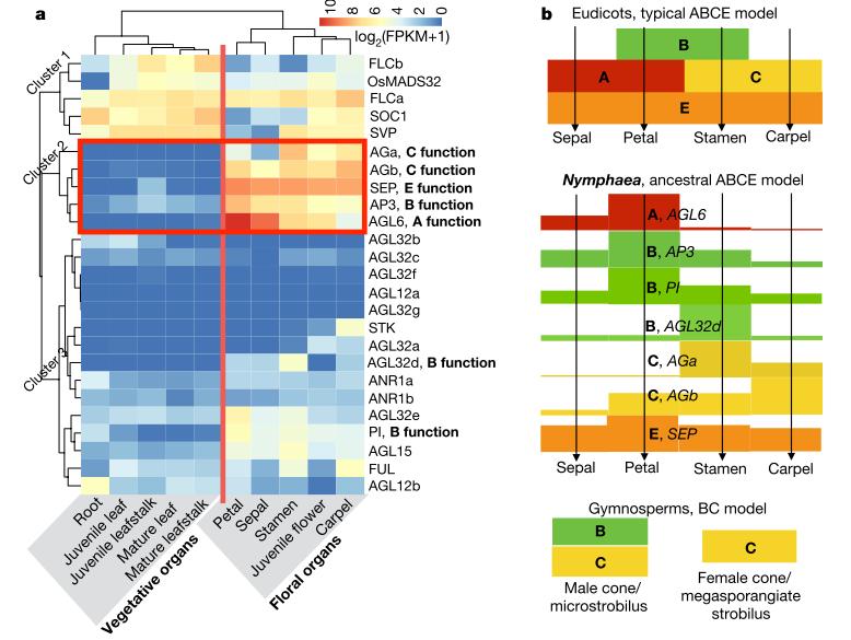 睡莲科植物特征,植物进化史睡莲