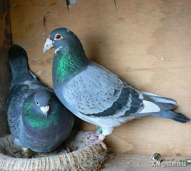鸽子如何预防各种疾病的发生,鸽子疾病预防及治疗