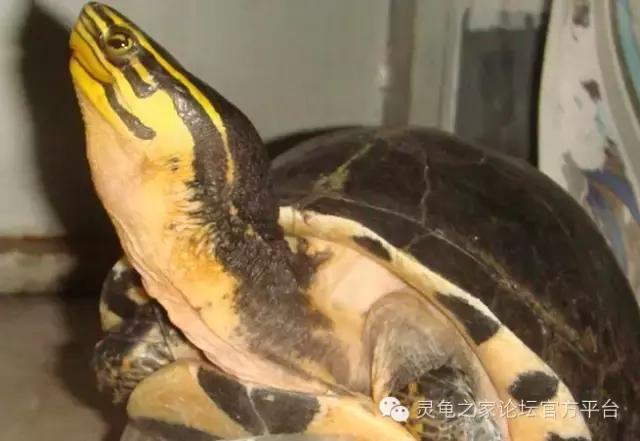 安布闭壳龟繁殖技术,安布闭壳龟要办证吗