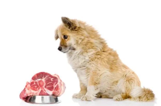 新西兰每家养狗多少只,新西兰养狗的多吗