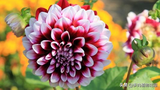 记住“四喜四怕”,养好大丽花