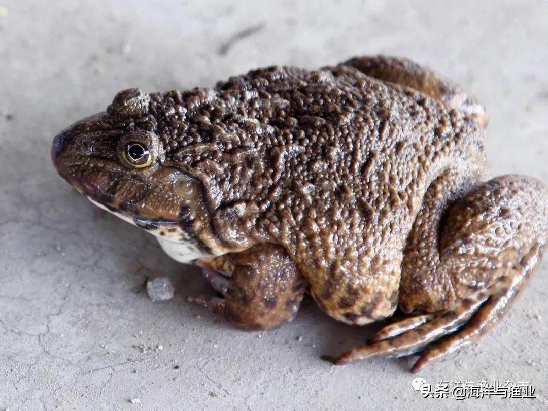 北方江河常见水生生物,陆生生物水生生物有哪些
