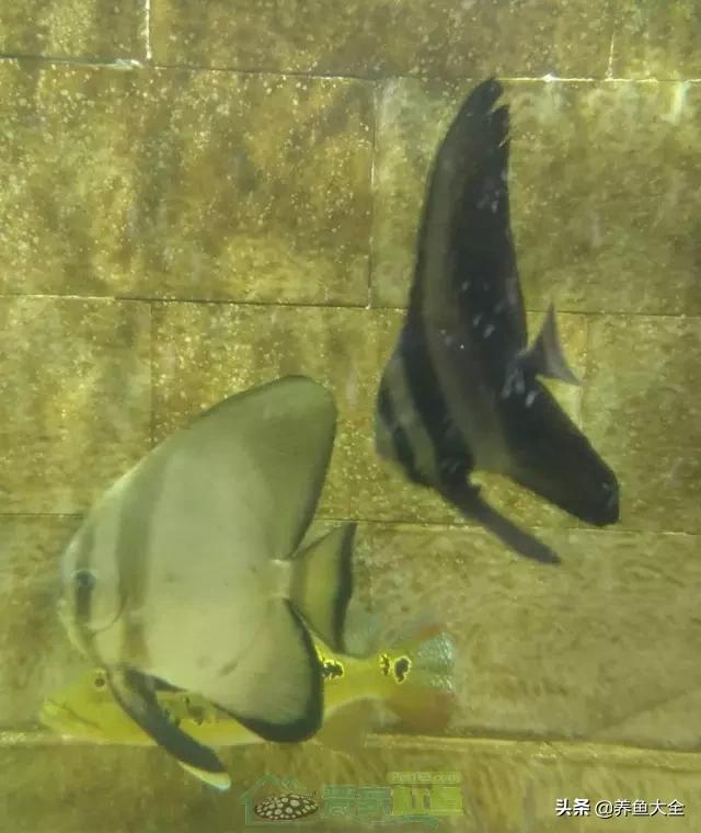 什么鲨鱼能和虎一起混养,泰国虎鱼和皇冠可以混养吗