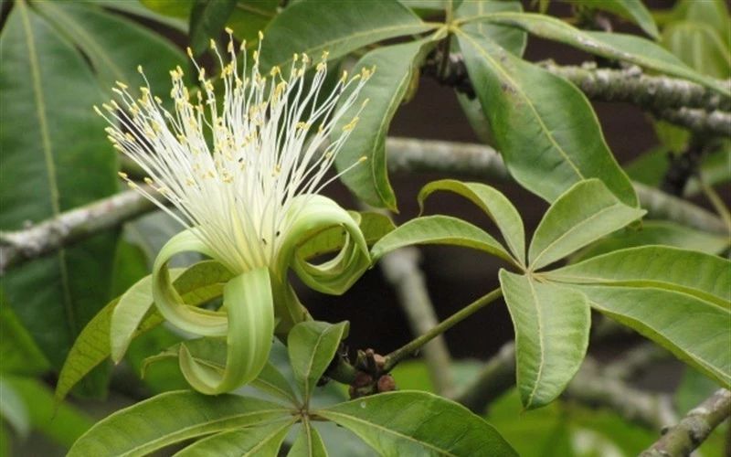 种门口的开花植物,在家门口种的发财树开花好吗