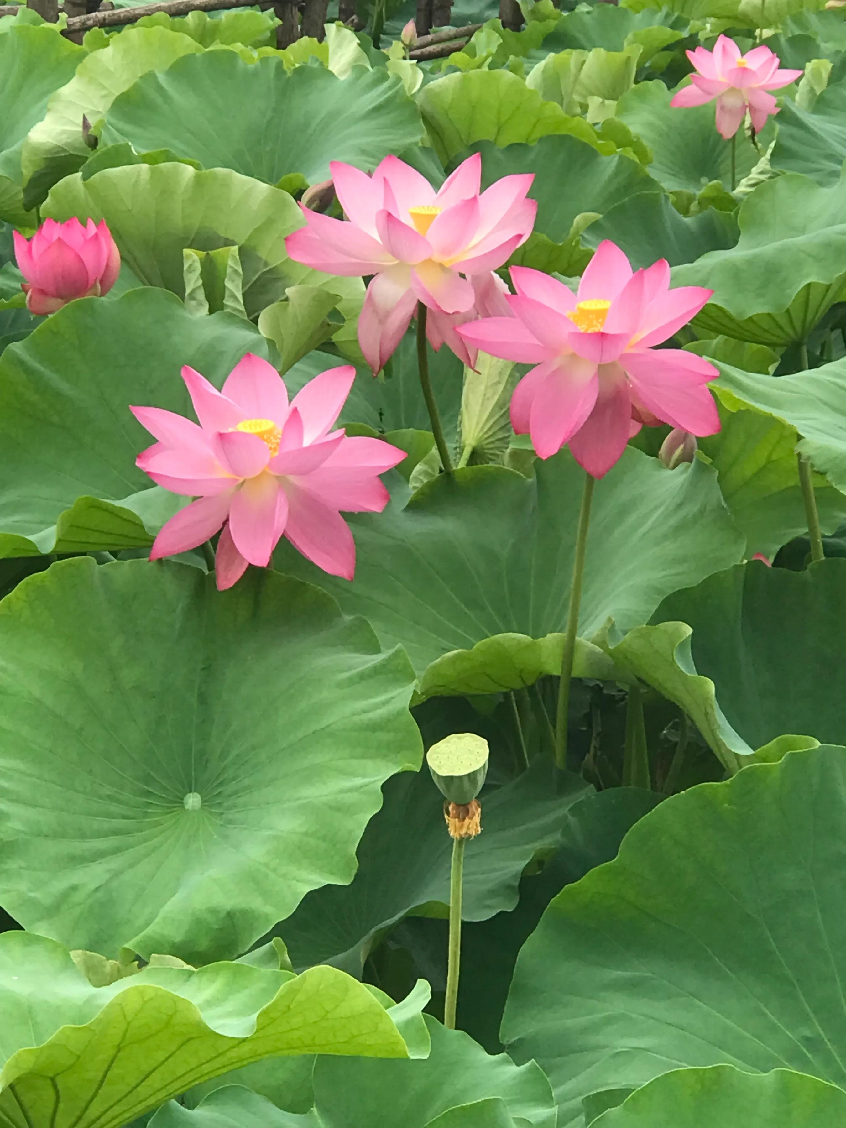 「朵拉案例」第一章临床图像4