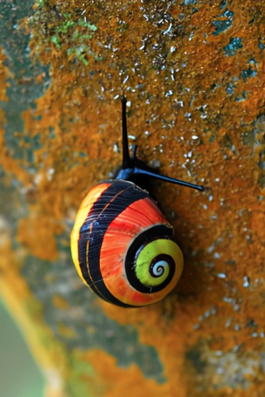 古巴蜗牛创意美术,古巴岛彩色蜗牛