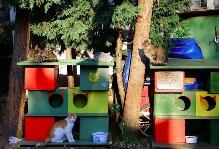 去土耳其当猫好吗,在土耳其做一只幸福的猫