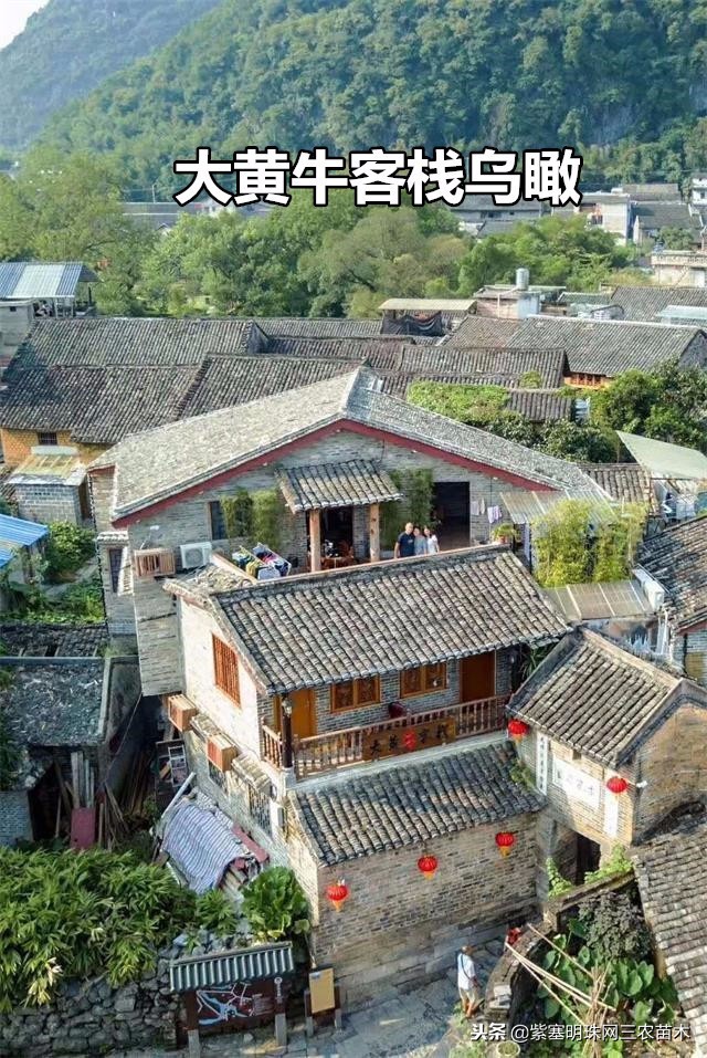 黄姚古镇大黄牛客栈团购优惠,贺州市昭平县黄姚古镇大黄牛客栈